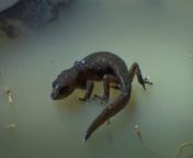 This little gecko can walk on water! The Brazilian pygmy gecko grows to about 24 millimeters. Combined with its hydrophobic skin and tiny size it can float. Because of this water resistance, it doesnt risk drowning in a raindrop and it can escape preda from nude on water