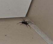 just met this baby at my kitchen. it looks a bit like a black widow. Has anyone heard of this species of spider occurring in Berlin? from krasse frikparty van in berlin