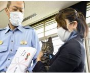 Clever cat wins police plaudits in Japan for leading to rescue of man stuck in canal. from dady incestx japan school video nightunny leon xxx man