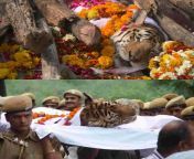 Dead Tigers in India honored with Hindu funeral cremation. from xxx with hindu