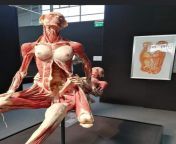 From a museum, showing what sex looks like if we didn&#39;t have skin. Assuming these were two donated bodies. (NSFW because disturbingly interesting and yet terrifying) from chinna ponnu showing mulai sex