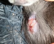 Does my cat need to go to the vet or will this disappear in a little while? Its a pus bubble that he got from either another cat or a hawk/owl. He has had one before and we took him to the vet. It was really expensive though so if we dont have to take h from devierge pus