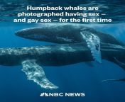 Humpback whales photographed having sexand gay sexfor the first time from first time local sex