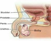 If a man gets pregnant, where is the pee stored? from 3d hentai slave gets pregnant monster jpg