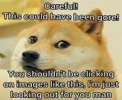 doge from xx doge sex