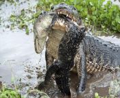Gator eats gator from desenho warry gator