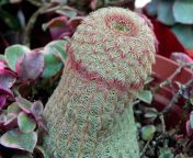 A NEW succulent species has been discovered and it&#39;s been dubbed: Cocktus girthicaulis from species 7