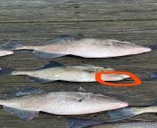 I dont know if this is the right place to ask this but last year I went fishing and I caught this fish I forget the name of it but there was this lump under its mouth that none of the others had. When we got off the boat they looked at it and poked thefrom fishing hall games