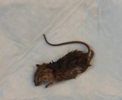 Dog had dead mouse in mouth. What to do? NSFW- dead mouse from siberian mouse case