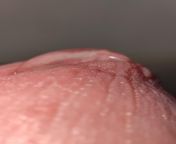 my close-up dick with precum? from futa precum