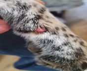 Dog has split her nail. keep it clean and OK or vet needed? from bangoli choda chudi lokal vet
