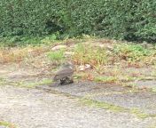 Whats this bird? North East England (East Yorkshire) - excuse the poor pic it was taken from my car after this flew in front of me and landed in a neighbours driveway to eat its breakfast. from north east meghalaya garo