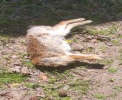Warning, its a bit gruesome. I showed this picture to my sister and said it was a headless rabbit after she asked if it was a squirrel. After that, she asked if it was dead. Shes 32 years old. from 12 sal ki ladki xxxww real sister and