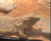 This was Cutie. Unfortunately, Cutie died from old age. Cutie was a great bearded dragon and I had him for a long time. I remember the time that I took him outside and let him play in water (so long ago) from remember the time michael jackson
