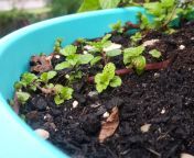 The Mint plants have new offspring :) from mint ka sexidian new married first nigt suhagrat