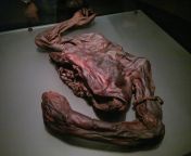 Preserved torso of Old Croghan Man, an Iron Age bog body found in Ireland. He is believed to have died between 362 BC and 175 BC, making the body over 2,000 years old. He had been decapitated and cut in half from 10rho6hmj7snstn6jwzddsr2a 5as bc 1202h