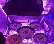 i know that its too early BUT could i get some nutes advice?? i have fox farm ocean forest (two 5 gallon three 3 gallon pots one auto flower in each in a 2x4 1200 w LED full spec 16/8 6.2 pHd water mixed with Big Buds bud enhancer in the same water) from i know that grils aidra fox
