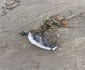 this bird sadly washed up in the coast of oregon (manzanita beach) and i cant figure out what species it is, but was pointed toward this group!! we dont have seagulls that look like this, and really no other common beach bird that i have seen looking th from ebony beach nudeoy that