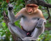 Hepinize merhaba maymun dostlarim??Sevgilim nude istedi? ben de bunu aticagim? gzel ?km?? miyim?? from www kmxxdab km