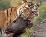 Bengal Tiger after the hunt from kousane bengal