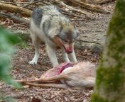 Wolf Number #2 Still enjoying his meal. [OC] [3672 X 3648] from 3648 jpgx karisama