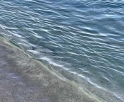 Me and daddy went to the beach yesterday and saw a string ray!! It was about 2ft away when I saw it and 4-5ft away when daddy took the picture. It was so cool!!!! And a wittle scary to from me and daddy