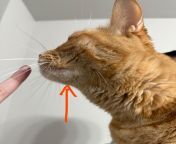 Lump on cats lower jaw. Any thoughts? from lump com