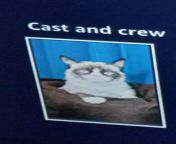 bro am about to watch the grumpy cat movie from bro am