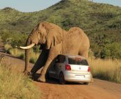 An elephant is mother fuking fuking that car ?????? from paba fuking