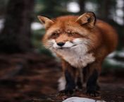 I got banned from r/foxes for &#34;Instagram spam&#34; and I&#39;m literally crying. This series was so important to me and I&#39;m devastated. The daily Fox was one of the few things that kept me going each day because I had to stick around to post... from 14 stick