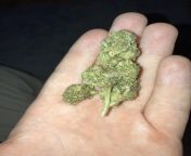 This bud is as big as my index finger. from family nudist zimnitza valley travels jpg nudism index gall