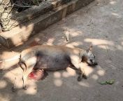 The Myanmar army is killing not only people but also dogs. The dog is pregnant.:( from myanmar girl xxxe girl xxx