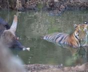 Tiger with guar kill from 美国安纳波利斯找小姐约炮【telegram：kc2435】 guar