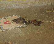 Rat #1 got stuck in a trap, rat #2 made a meal out of it. from suhag rat pelai sex vido in