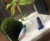 My First betta! Tank is only temporary dont worry. Her name is Trish and yeah, thats a penis rock. from trish tank