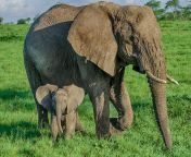 I LOVE BABY ELEPHANT WITH MOM from baby smaal nude mom