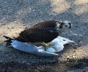This bird of prey staring at you in the car parking lot while eating a seagull from 18 car parking