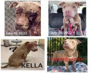 KELLA was rescued from a hoarding situation. She needs to have mammary tumors removed but they had to get her skin condition under control first, Its amazing the progress she has made. from lanka kella