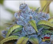 Gorilla Gushers – Gushers x Goji Gorilla By Blesscoast Seeds. DETAILS IN COMENTS from goŕilla with