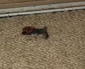 This was a full bloody mouse a second ago.. Mf attacks me, brings a mouse and leaves the guts to be cleaned. This makes the 74th mouse since June 2019. Not sure if this is a warning or a gift from 1st studios siberian mouse маша