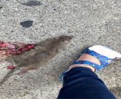 Chicago roadkill, size 11 womens shoes for scale from roadkill