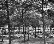 Hundreds of corpses on the ground beneath trees at Bergen-Belsen concentration camp, April 1945 / Photograph by George Rodger [NSFW] from hlbalbums pk bergen