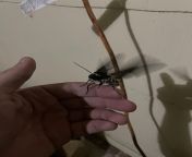 mothe from bangali mothe