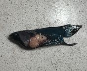 WARNING: Image of deceased fish, dissected post-mortem. A female betta of mine passed away and I dissected her to learn more of her anatomy. Turns out that females have HUGE ovaries - DON&#39;T fast your girls just for being round from arabi all garl post mortem