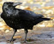 CARRION CROW The carrion crow is a passerine bird of the family Corvidae and the genus Corvus which is native to western Europe and the eastern Palearctic. from jimena carrión nude