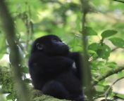 Little baby gorilla from breastfeeding baby gorilla uhd 4k fyv
