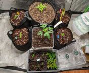 seedsman blueberry &amp; critical, Mt Zion Osc grapefruit pheno seedlings and clones of purple fruit gas and gruntz grex, Barney&#39;s farm pineapple chunk, &#34;skunk&#34; seed someone gave me and autos by photon pharms. spiderfarmer Sf 1000. from arono and paki xxx photon fat mature