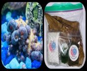 [FS] - Skokie, IL - &#36;25 shipped - Snail Kits (Includes: Blue/Pink Snails, Gourmet Food, Calcium, Marimo Moss Ball, and Indian Almond Leaves) from foreigner and indian sex
