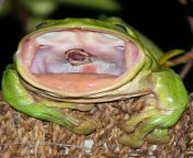 Snakes final breath as it&#39;s swallowed alive by frog from frog badly