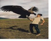 The California condor is the largest North American land bird. Its 3.0 m (9.8 ft) wingspan is the widest of any North American bird, and it weighs up to 12 kg (26 lb) from american ghil and sex